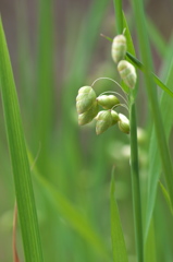 路傍に咲く野草花１（コバンソウ）