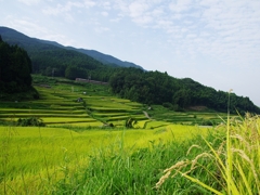 里山の風景３（初瀬の棚田）