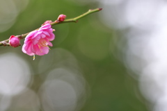 住吉神社の紅梅が咲いた１