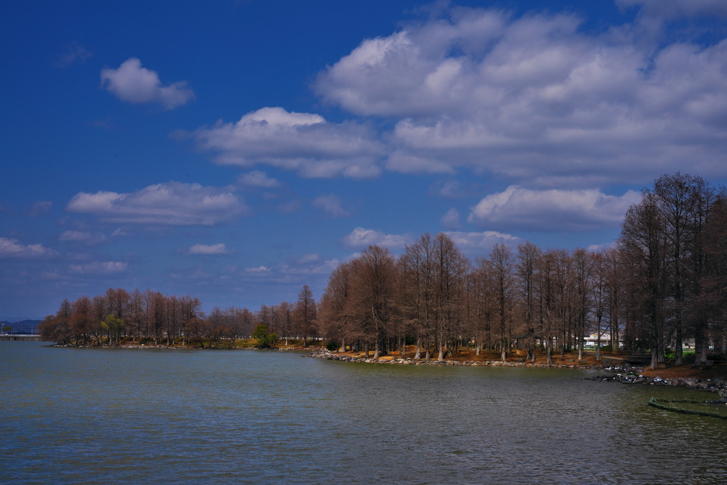 天満大池公園の落羽松（ラクウショウ）３