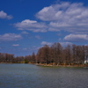 天満大池公園の落羽松（ラクウショウ）３