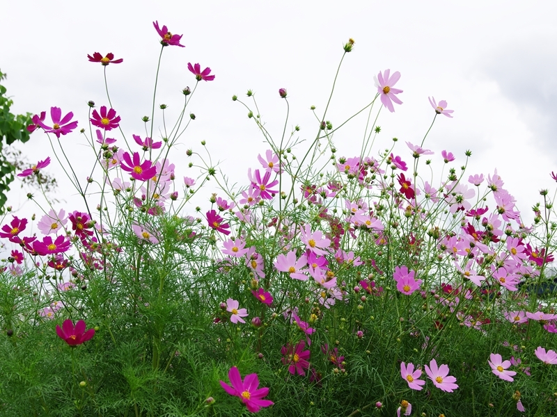 秋の訪れ１１（秋桜)