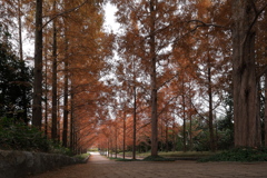 神戸市立森林植物園のメタセコイア並木２