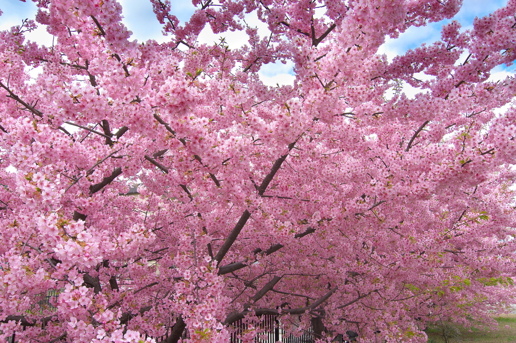 淀水路の河津桜（カワヅザクラ）１