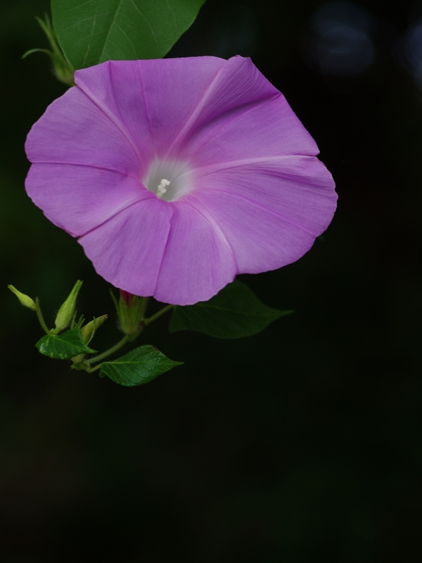 （まだまだ）夏の花々３５（朝顔）