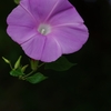 夏の花