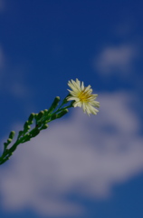 秋の野芥子（アキノノゲシ）