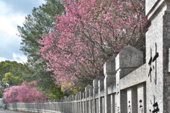 御厨（みくりや）神社の満開の梅