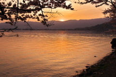 琵琶湖は海津大崎の桜２（夕景）