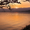琵琶湖は海津大崎の桜２（夕景）