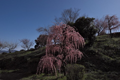 広田梅林にて２