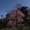 広田梅林にて２