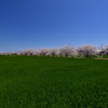 曇川緑道公園桜並木と麦畑２