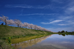 おの桜づつみ回廊の逆さ桜２