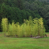 室生山上公園芸術の森（螺旋の竹林）