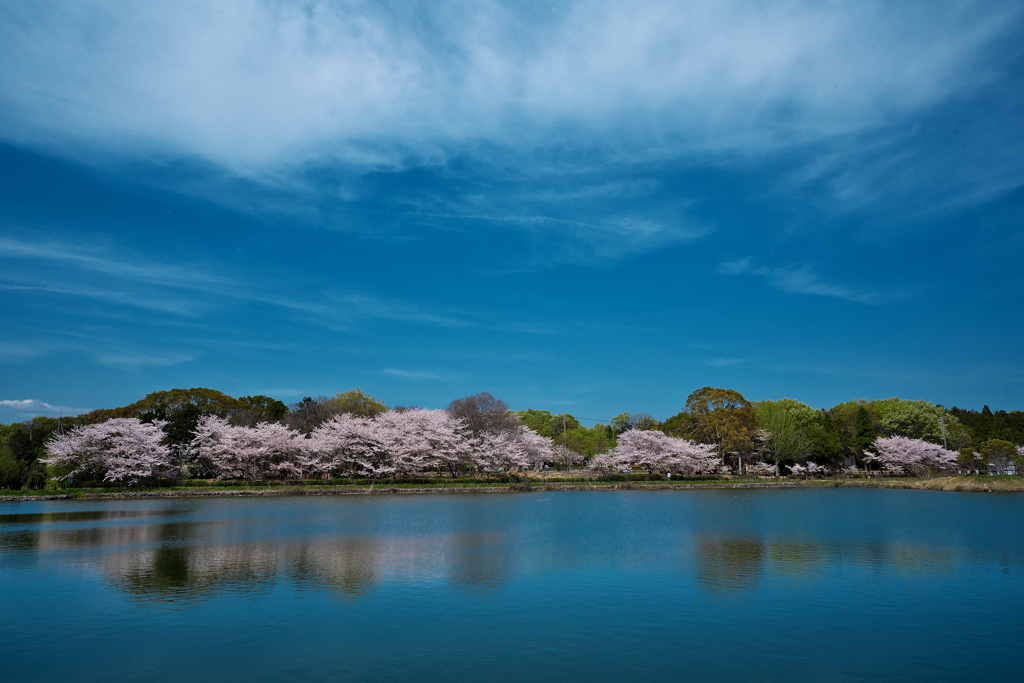 辰巳池の染井吉野（ソメイヨシノ）２