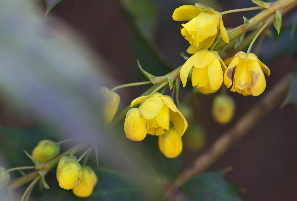 柊南天（ヒイラギナンテン）の花が咲いた