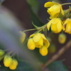 柊南天（ヒイラギナンテン）の花が咲いた