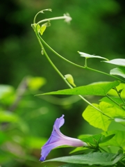 夏の花々１６（朝顔）