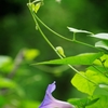 夏の花々１６（朝顔）