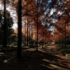 森林植物園のメタセコイア並木１