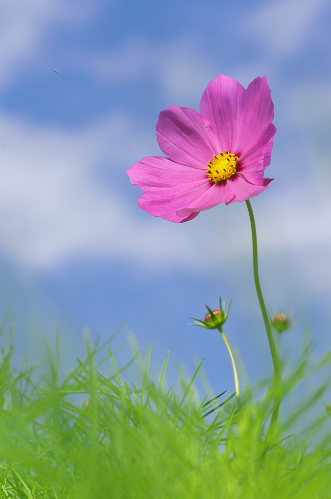 溜池土手に咲く秋桜（コスモス）２