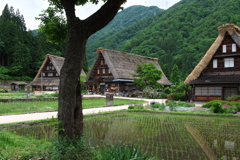 五箇山（ごかやま）合掌造り集落（菅沼）