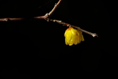 神社の蝋梅（ロウバイ）が咲いた２