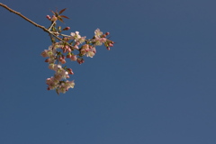 公園の桜（サクラ）咲く