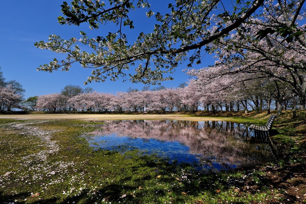 天満大池公園桜並木の水鏡１