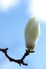 白木蓮（ハクモクレン）が咲いた