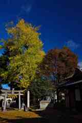 天川命神社（あまがわみことじんじゃ）のイチョウ１