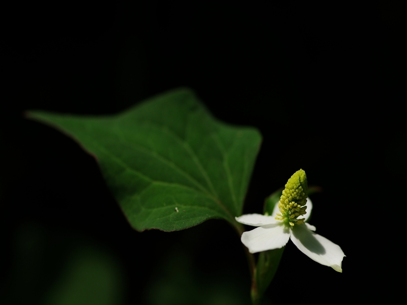 春から夏へ（花の移ろい５）