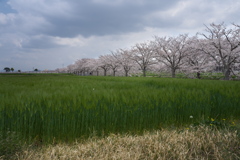 曇川桜堤の桜並木４