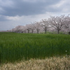曇川桜堤の桜並木４