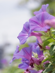 夏の花々２５（昼顔）