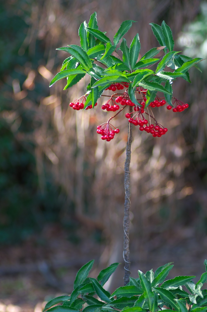 神社に咲く万両（マンリョウ）