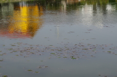 親水公園の池面（写り込み）