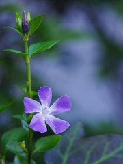 春来る１（蔓日々草）