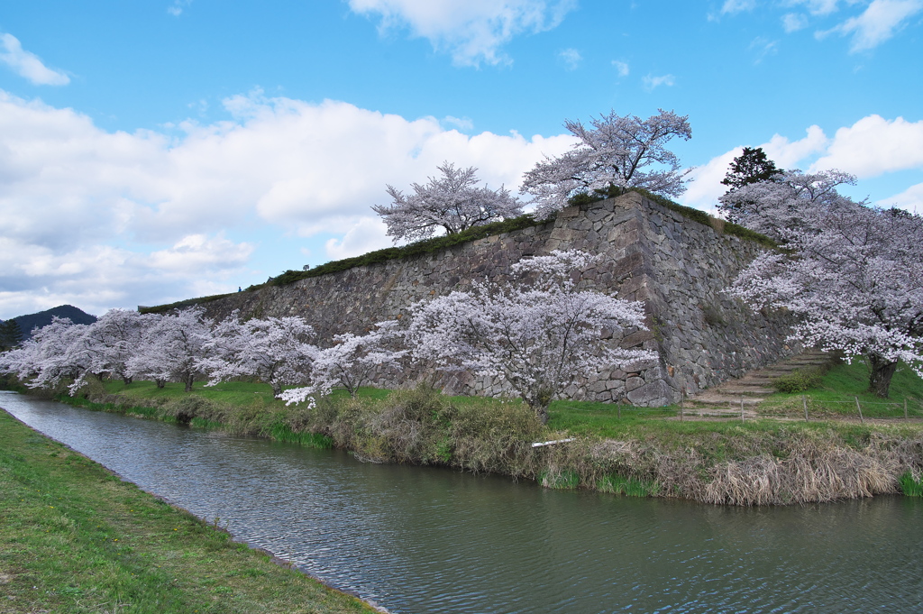 篠山城跡のサクラ２