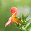 凌霄花（ノウゼンカズラ）