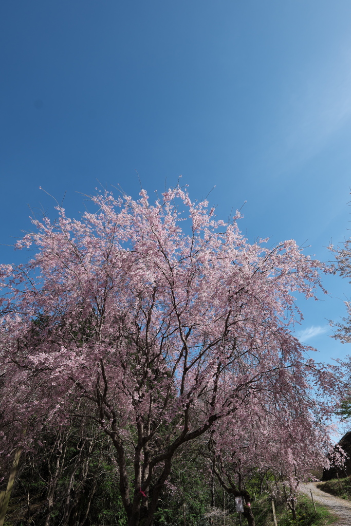 桜華園（おうかえん）の枝垂れ桜２