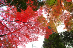 奈良は紅葉巡り５（朝護孫子寺）