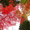 奈良は紅葉巡り５（朝護孫子寺）