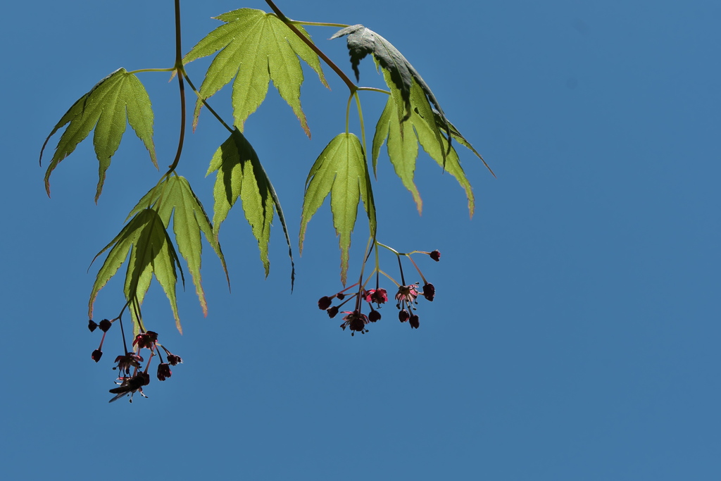 伊呂波紅葉（イロハモミジ）の花