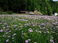 久多の友禅菊（ユウゼンギク）