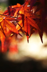 近所に神社に訪れた紅葉２