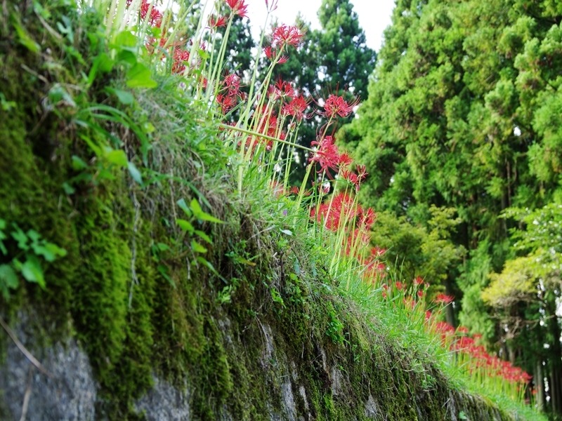 里山の風景４（仏隆寺の彼岸花）