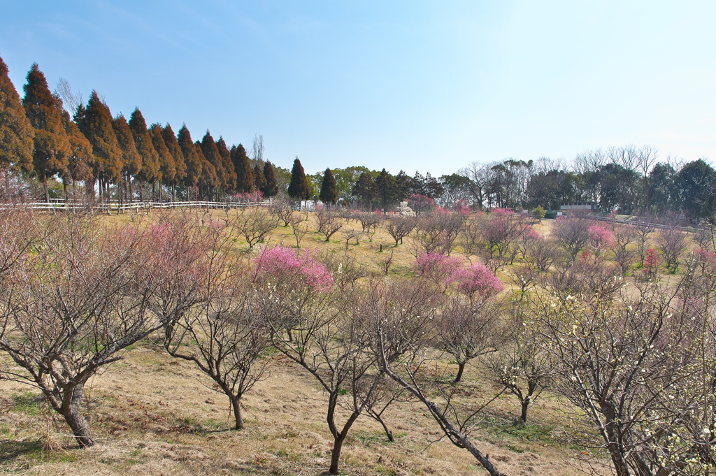 明石梅林（石ケ谷公園）