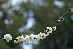 住吉神社の白梅１